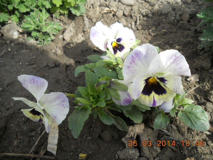 DSCN2510 - flori de primavara