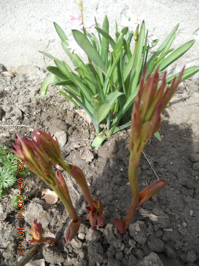 bujor; plantat in martie 2014
