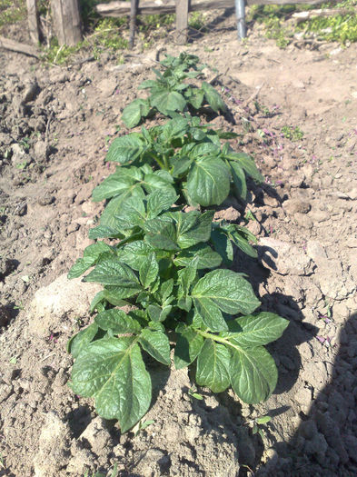 03012007930 - legumicultura --ocupatia mea