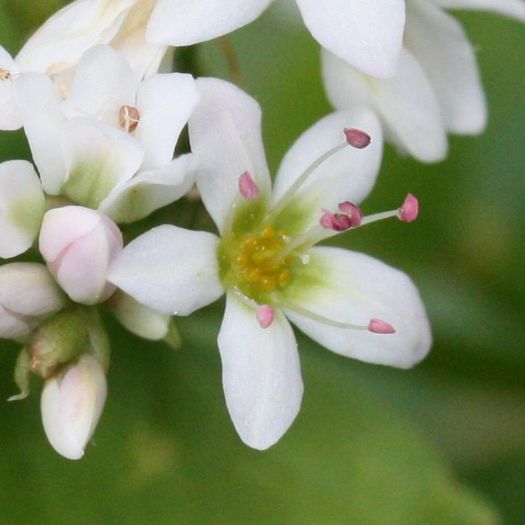 Hrisca-floare; (Fagopyrum esculentum)

