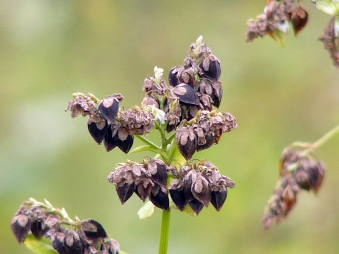 Hrisca-fructe - buruieni comestibile_medicinale