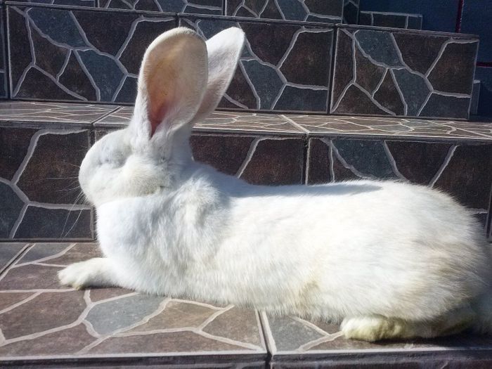 femela urias german alb