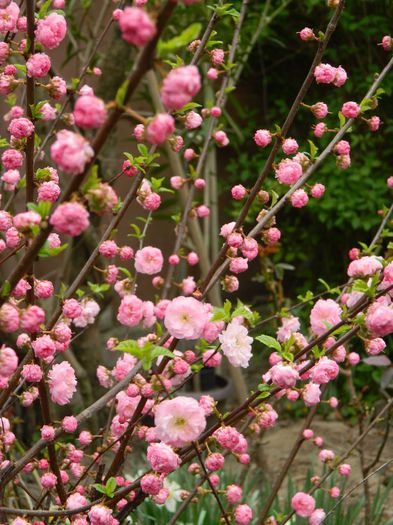 DSCN4774 - PRUNUS TRILOBA_2014