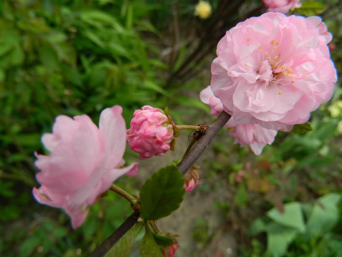 DSCN4782 - PRUNUS TRILOBA_2014