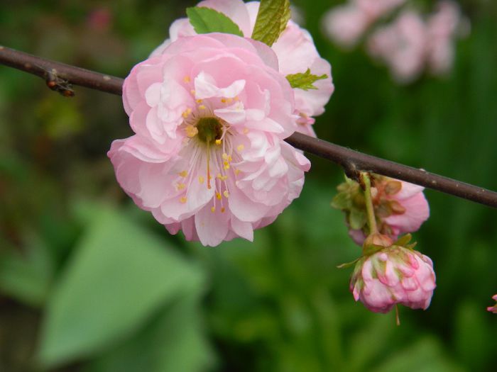 DSCN4788 - PRUNUS TRILOBA_2014