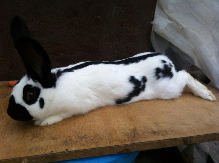 1907599_602714293130518_1316642268_n