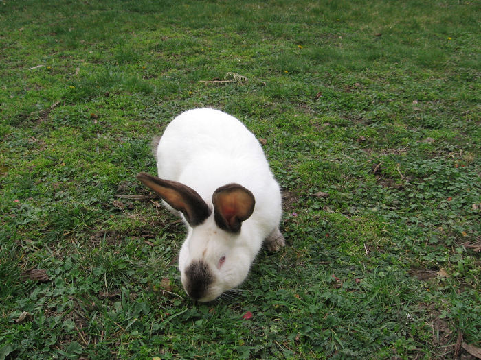 Transylvanian Giant Rabbit - 2014  - Masculi Urias de Transilvania