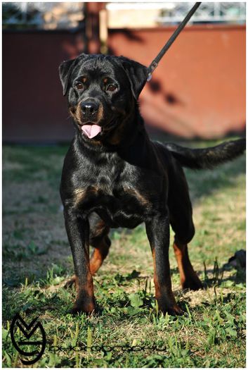 rot - Pui de rottweiler de vanzare