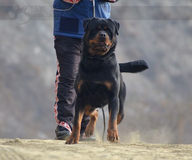 rottweilerphotographyPaulo0022 - Pui de rottweiler de vanzare