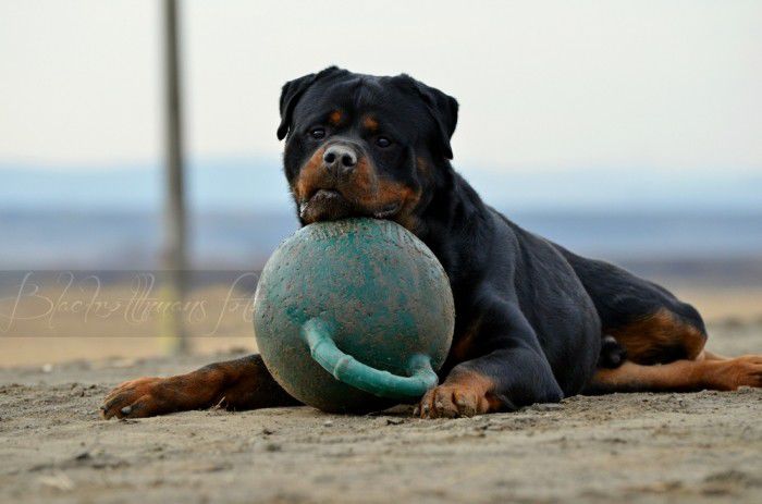 rottweilerphotographyPaulo132 - Pui de rottweiler de vanzare