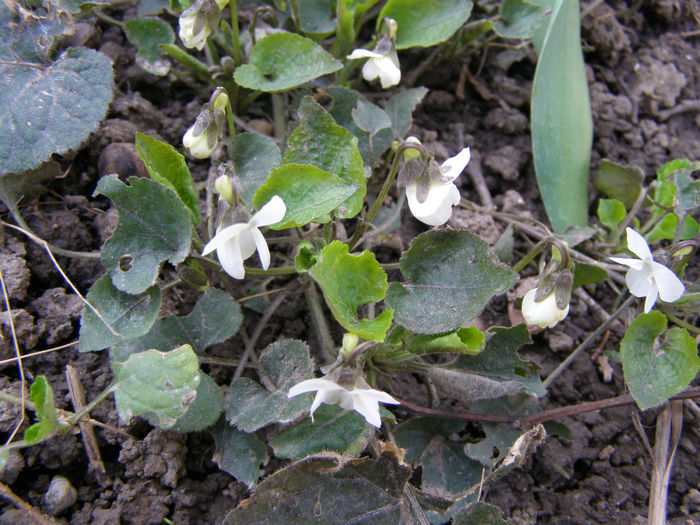 violete de padure