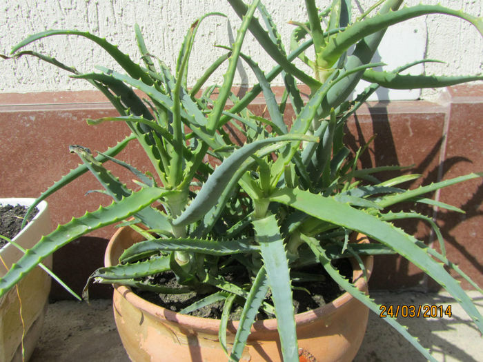 Aloe vera