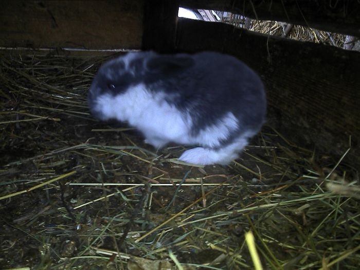 cuib fem 4 berbec+ adoptii