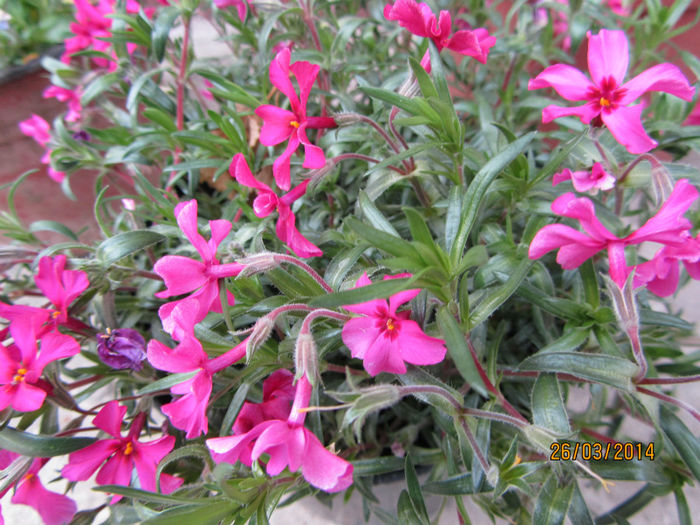 Phlox subulata