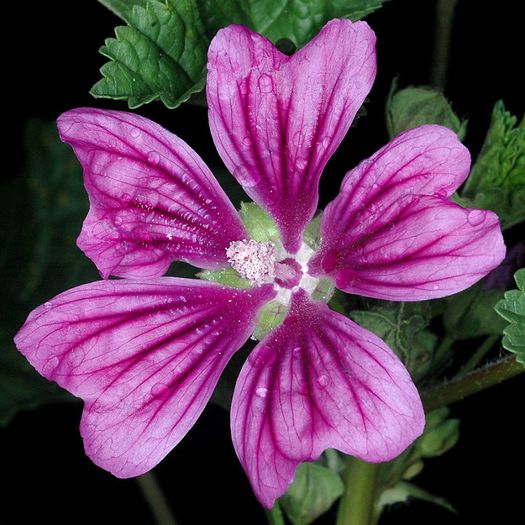 Nalba mare-floare; (Malva Silvestris) petalele sint comestibiule
