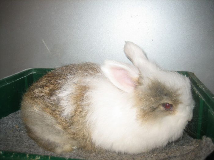 Iepure Angora