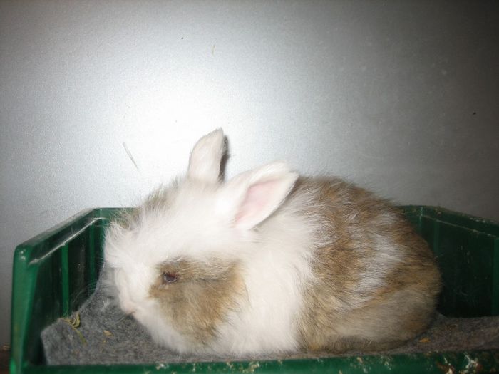 Iepure Angora