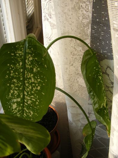 diefenbachia minunata