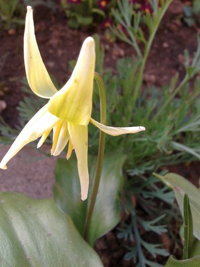 Fotografie-0005 - c2014  martie