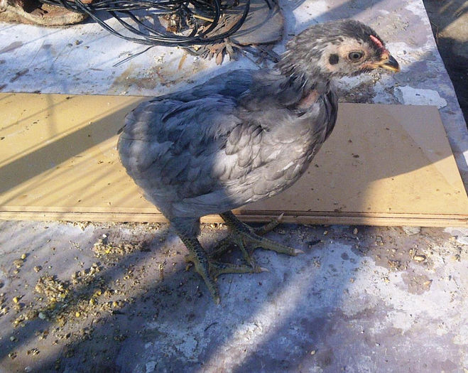 IMG-20140327-00076 - Araucana albastru