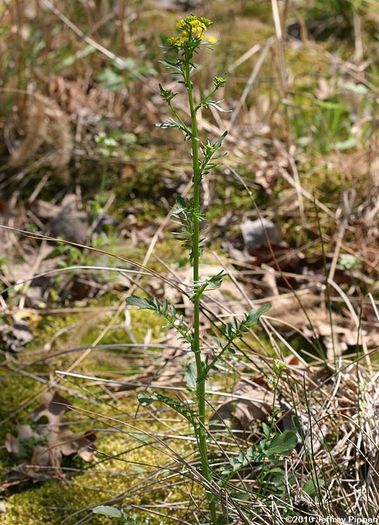Creson timpuriu - buruieni comestibile_medicinale