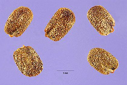 Creson timpuriu-seminte - buruieni comestibile_medicinale