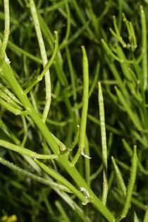 Creson timpuriu-fructe - buruieni comestibile_medicinale