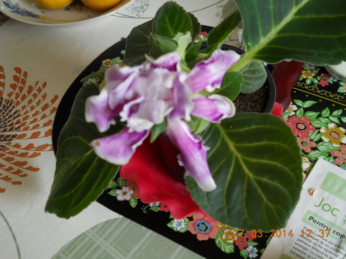 011 - GLOXINII 2014