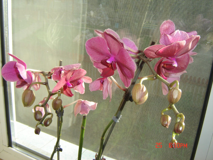 era asa de frumoasa dar a inceput sa se ofileasca florile - orhidee