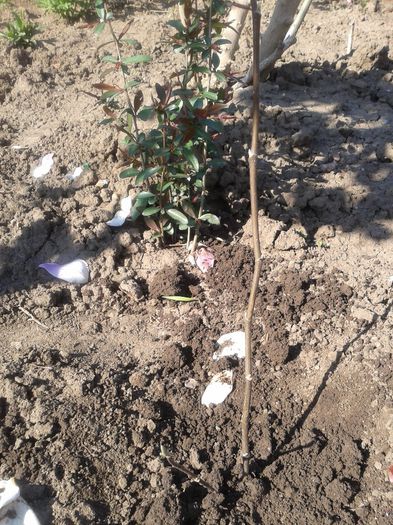 Magnolia galbena - c2014  martie