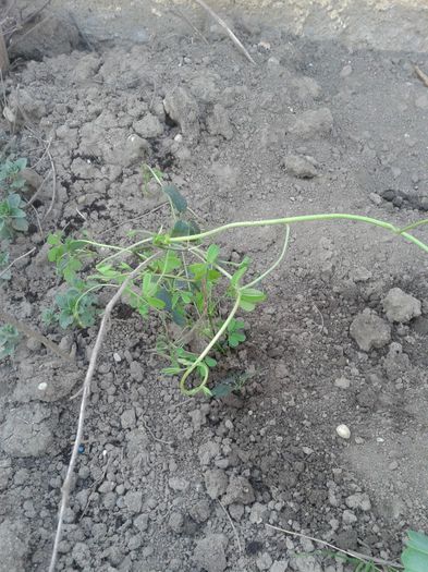 Akebia - c2014  martie