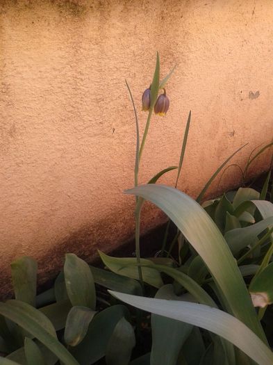 pentru Florentina! - c2014  martie