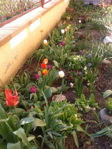 Fotografie-0015 - c2014  martie