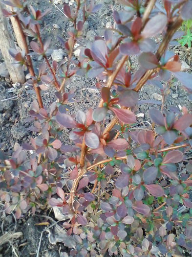 berberis