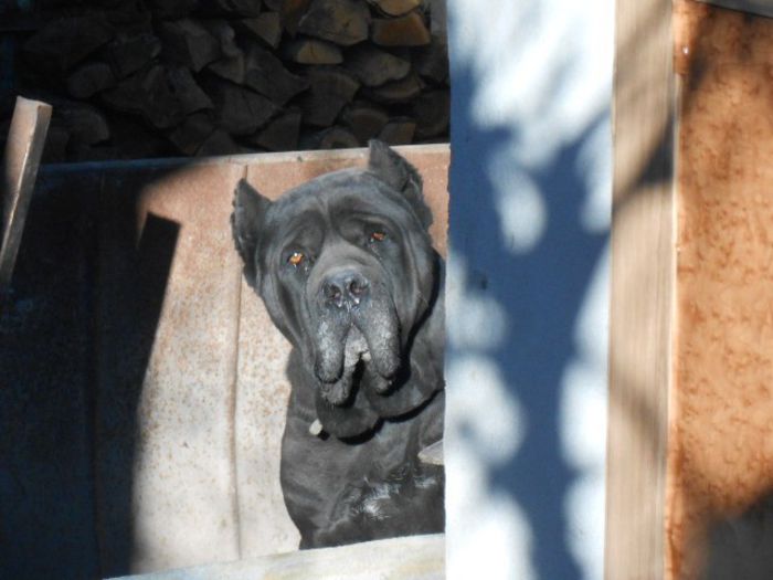 MASCUL CANE CORSO 7 ANI - DE VANZARE 27 03 2014