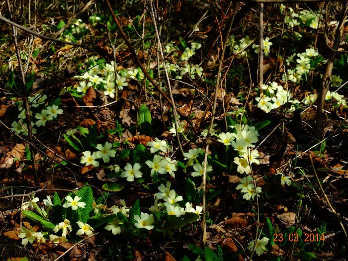 DSC01284 - Plante in natura 2014