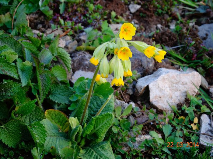 DSC01216 - Plante in gradina 2014