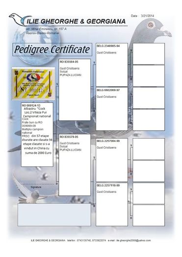 Ilie-Gheorghe-RO-000124-2013-M-pedigree - MATCA -2014