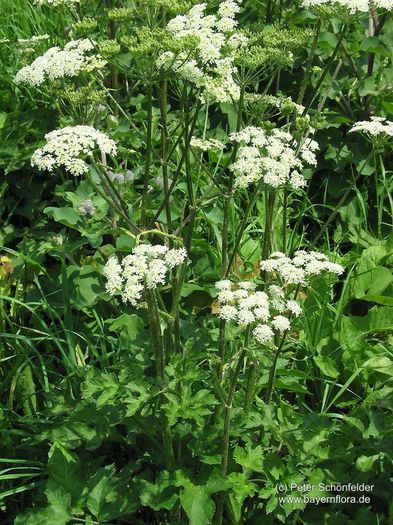 Brinca ursului sau Crucea pamintului; (Heracleum sphondylium)http://www.formula-as.ro/2010/906/medicina-naturii-44/miracolul-romanesc-branca-ursului-12124
