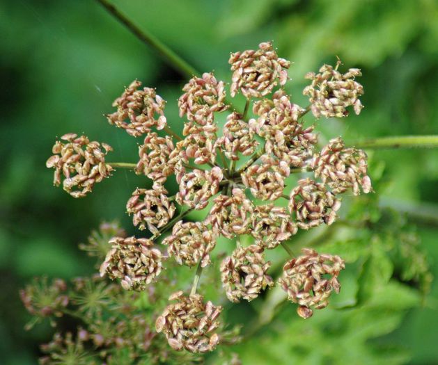 Brinca ursului-fructe coapte; (Heracleum sphondylium)
