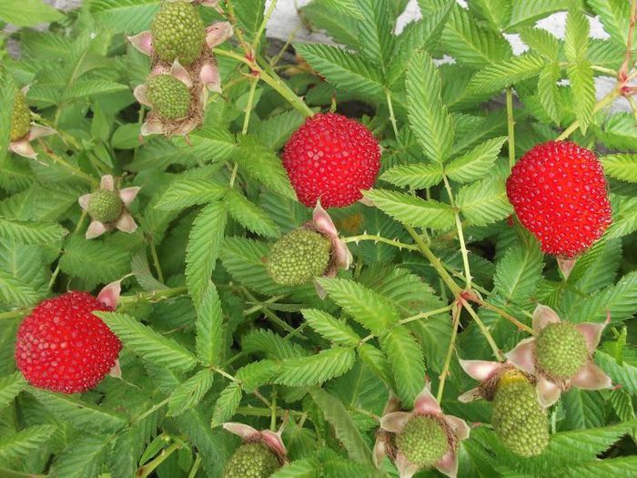 Rubus Illecebrosus ( poza net ) - zmeur - capsun Japonez