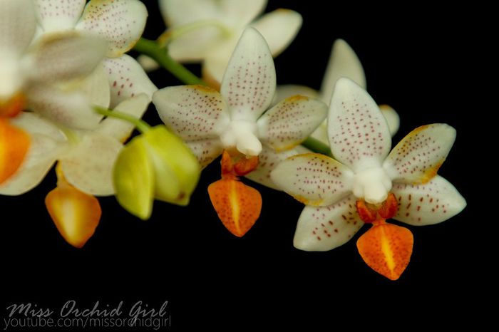 Phalaenopsis Mini Mark - 2 Reinfloriri 2014