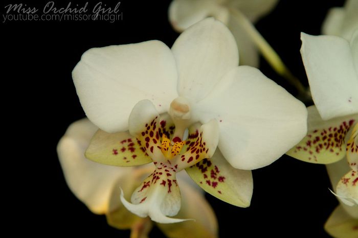 Phalaenopsis Stuartiana