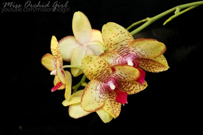 Phalaenopsis Orchid World Hybrid - 2 Reinfloriri 2014