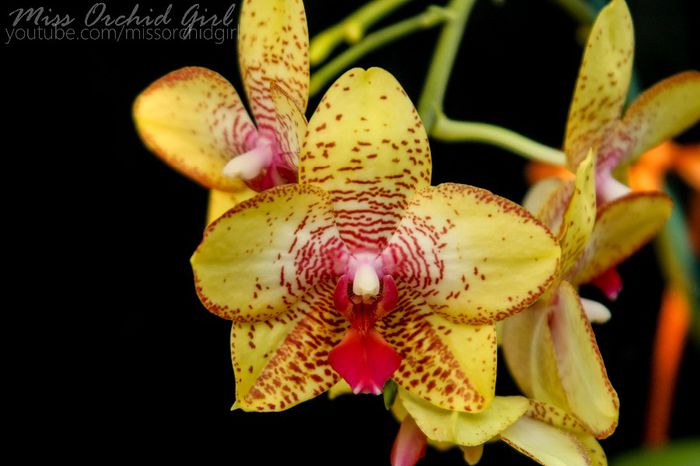 Phalaenopsis Orchid World Hybrid