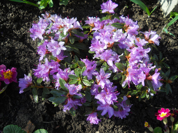 rododendron