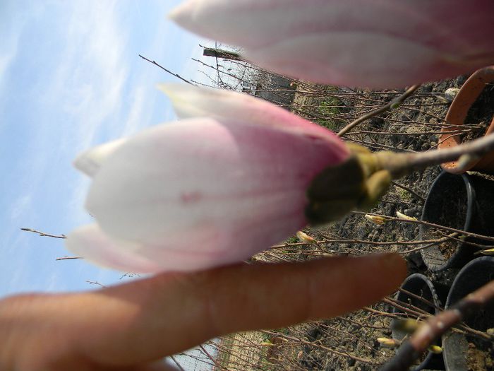 DSCN5138 - magnolii de vanzare
