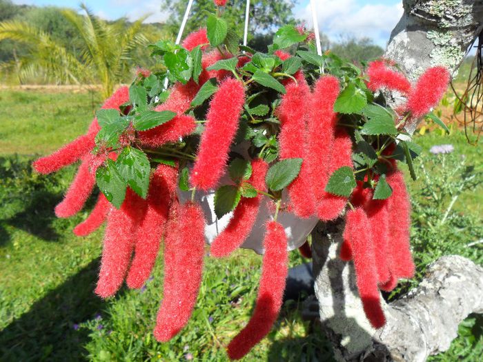 acalypha pendula - Cateva plante din colectia personala din gradina si altele la vanzare