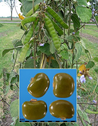 Calopogonium caeruleum