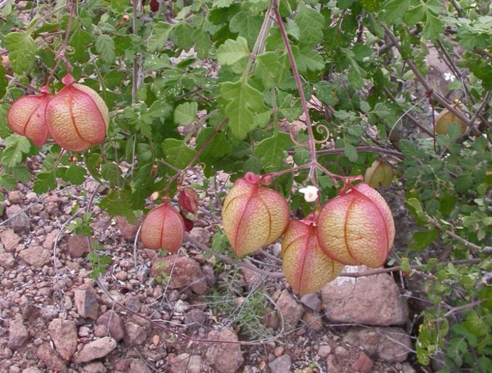 Cardiospermum corindum - a-alte seminte rare